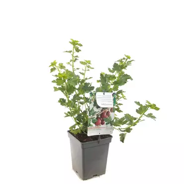 Bessenstruik Ribes Captivator - Doornloze kruisbes 18cm