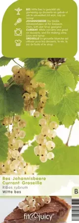 Bessenstruik Ribes rubrum - Witte bes