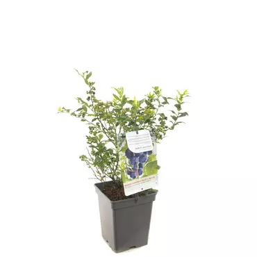 Bessenstruik Vaccinium corymbosum Hortblue Petit - Bes 18cm