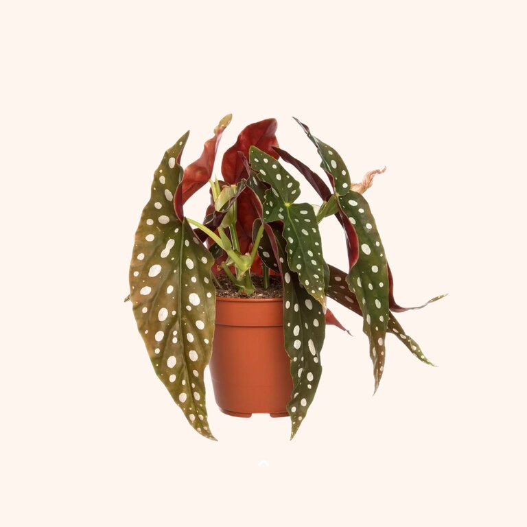Bijzondere kamerplanten - Kamerplanten Kopen - Planten | TopTuincentrum.nl  - Top Tuincentrum