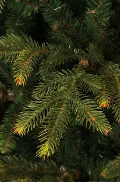 Frasier kerstboom groen 1298 - h155xd109cm