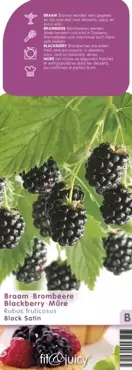 Braam Rubus fruticosus Black Satin 