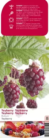 Rubus Tayberry