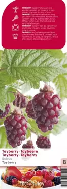 Rubus Tayberry