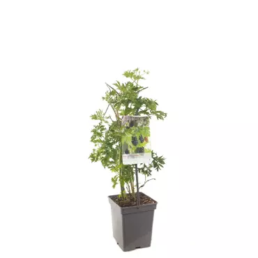 Braam Rubus Thornl Evergreen - Doornloze braam 18cm