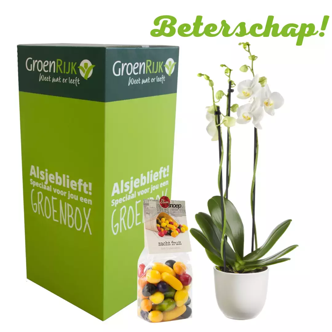 Cadeau Box Kamerplant Beterschap - Witte Orchidee
