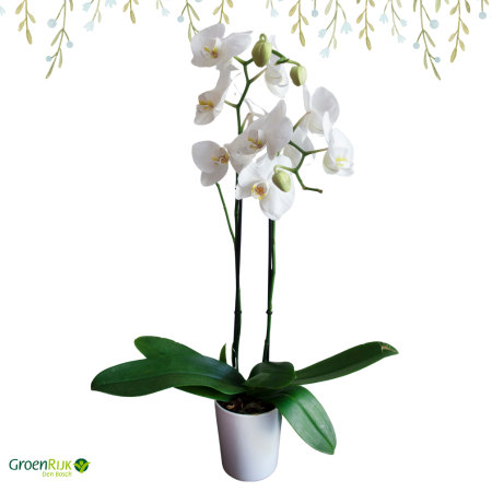 Cadeau Box Kamerplant - Witte Orchidee