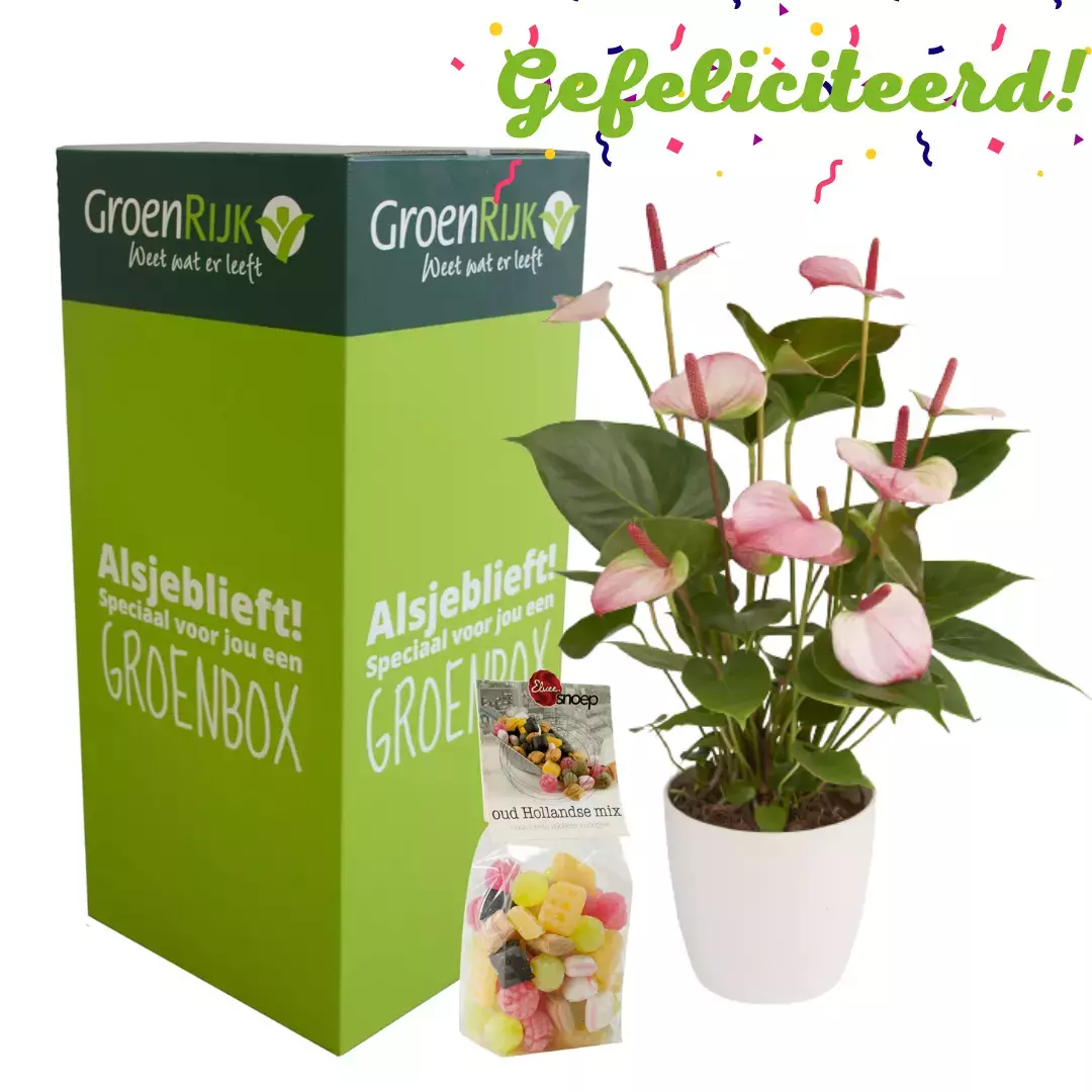 Cadeau Box Kamerplant Gefeliciteerd - Lichtroze Anthurium