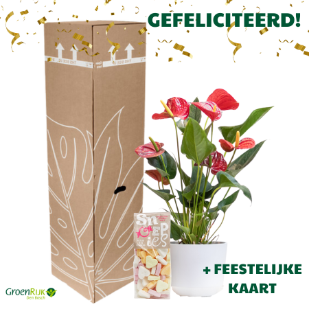 Kamerplant Cadeau Box - Gefeliciteerd