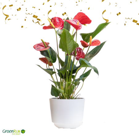 Kamerplant Cadeaubox - Anthurium