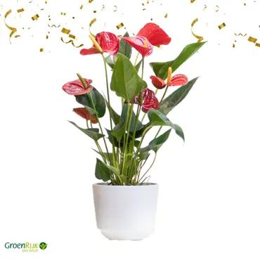 Kamerplant Cadeaubox - Anthurium