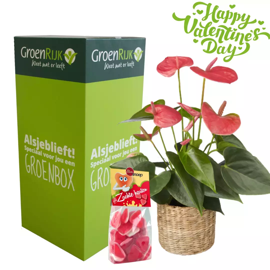 Cadeau Box Kamerplant Valentijnsdag - Roze Anthurium - afbeelding 1