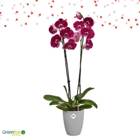 Cadeau Box Kamerplant Valentijnsdag -Orchidee roze