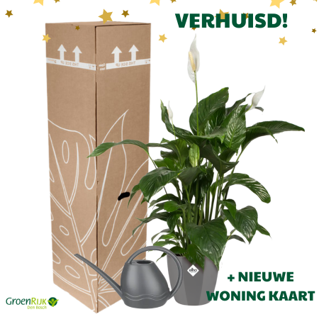 Cadeau Box Kamerplant Verhuisd - Lepelplant