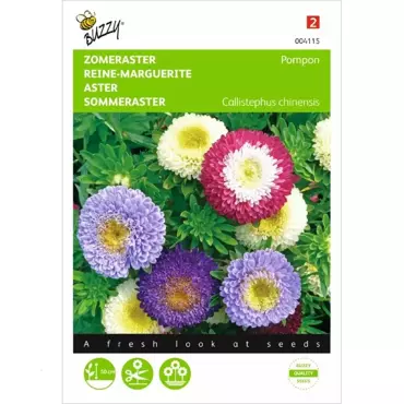 Callistephus, Zomeraster Pompon gemengd - afbeelding 2