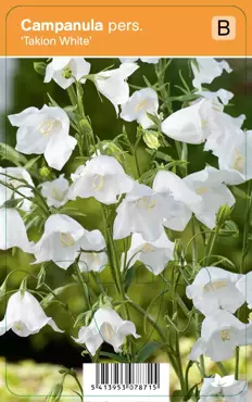 V.I.P.S. Campanula persicifolia ''Takion White'' - perzikbladig klokje P9