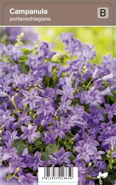 V.I.P.S. Campanula portenschlagiana - kruipend klokje p9