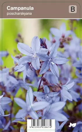 V.I.P.S. Campanula poscharskyana - zodevormend klokje p9