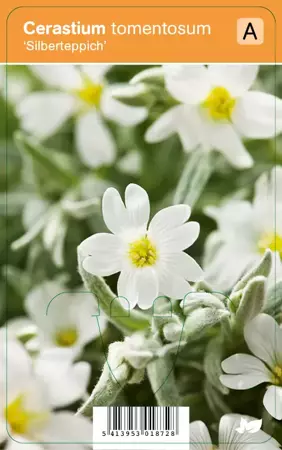 V.I.P.S. Cerastium tomentosum ''Silberteppich'' - hoornbloem P9