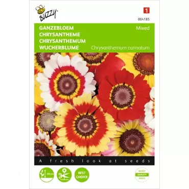 Chrysanthemum, Ganzebloem gemengd - afbeelding 1