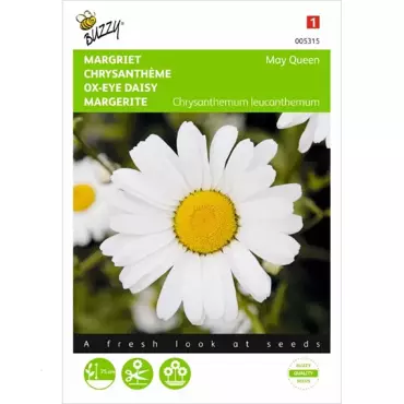 Chrysanthemum, Margriet May Queen - afbeelding 1