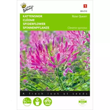 Cleome, Kattensnor Rose Queen - afbeelding 1