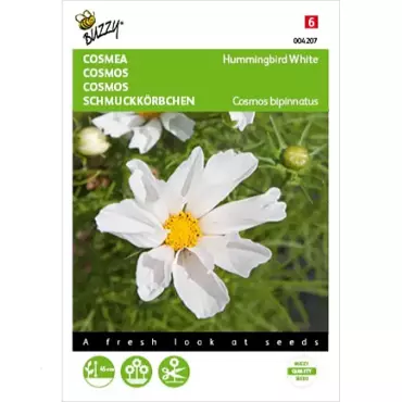 Cosmos, Cosmea Hummingbird White - afbeelding 2