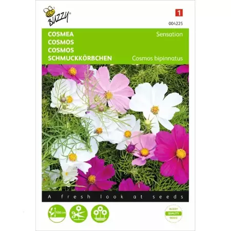 Cosmos, Cosmea Sensation gemengd - afbeelding 1