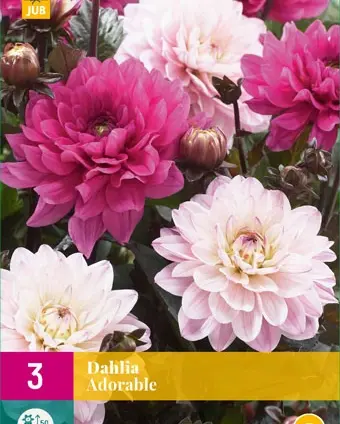 Dahlia adorable 3st