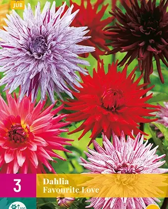 Dahlia favourite love 3st