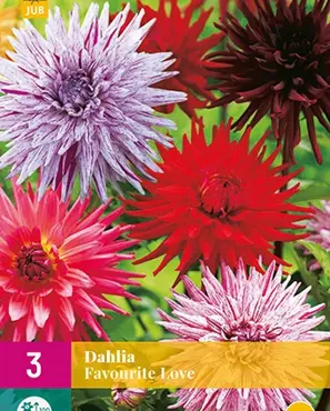 Dahlia favourite love 3st