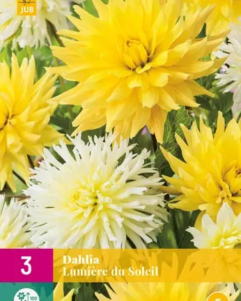 Dahlia lumiere du soleil 3st