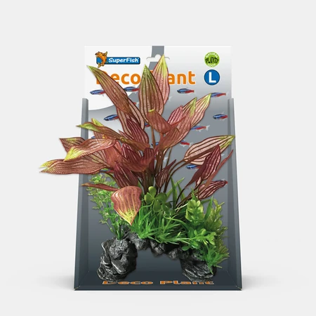Deco plant l henkelianus - afbeelding 1