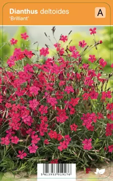 V.I.P.S. Dianthus deltoides ''Brillant''- steenanjer P9