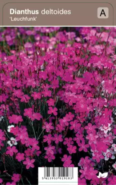 V.I.P.S. Dianthus deltoides ''Leuchfunk'' - steenanjer P9