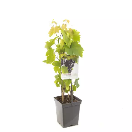 Druivenstruik Vitis Heike - Pitloze rode druif 18cm