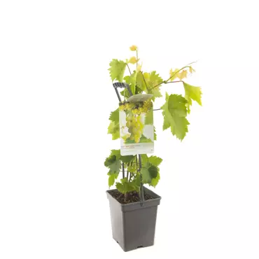 Druivenstruik Vitis Himrod - Witte druif 18cm