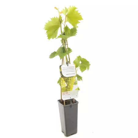 Druivenstruik Vitis vinifera Bianca - Witte druif