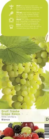 Druivenstruik Vitis vinifera Bianca