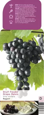 Druivenstruik Vitis vinifera Regent