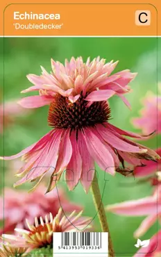 V.I.P.S. Echinacea ''Doubledecker'' - zonnehoed P9