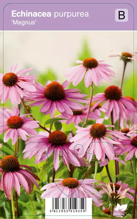 bescherming keuken kort V.I.P.S. Echinacea purpurea ''Magnus'' - zonnehoed p9 - Top Tuincentrum