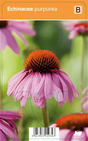 V.I.P.S. Echinacea purpurea - zonnehoed p9