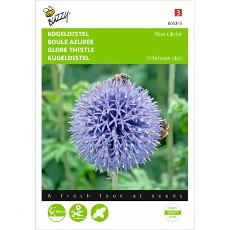 Echinops, Kogeldistel Blue Globe - afbeelding 1