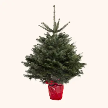 Echte kerstbomen