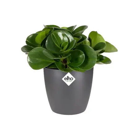 Elho pot brussels rond d12.5cm antraciet - afbeelding 3