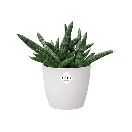 Elho pot brussels rond d12.5cm wit - afbeelding 4