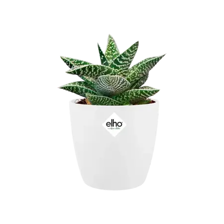 Elho pot brussels rond d12.5cm wit - afbeelding 3