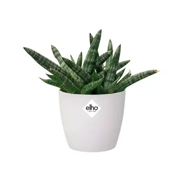 Elho pot brussels rond d9.5cm wit - afbeelding 4