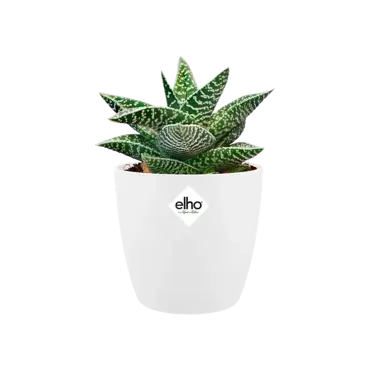 Elho pot brussels rond mini d10.5cm wit - afbeelding 3